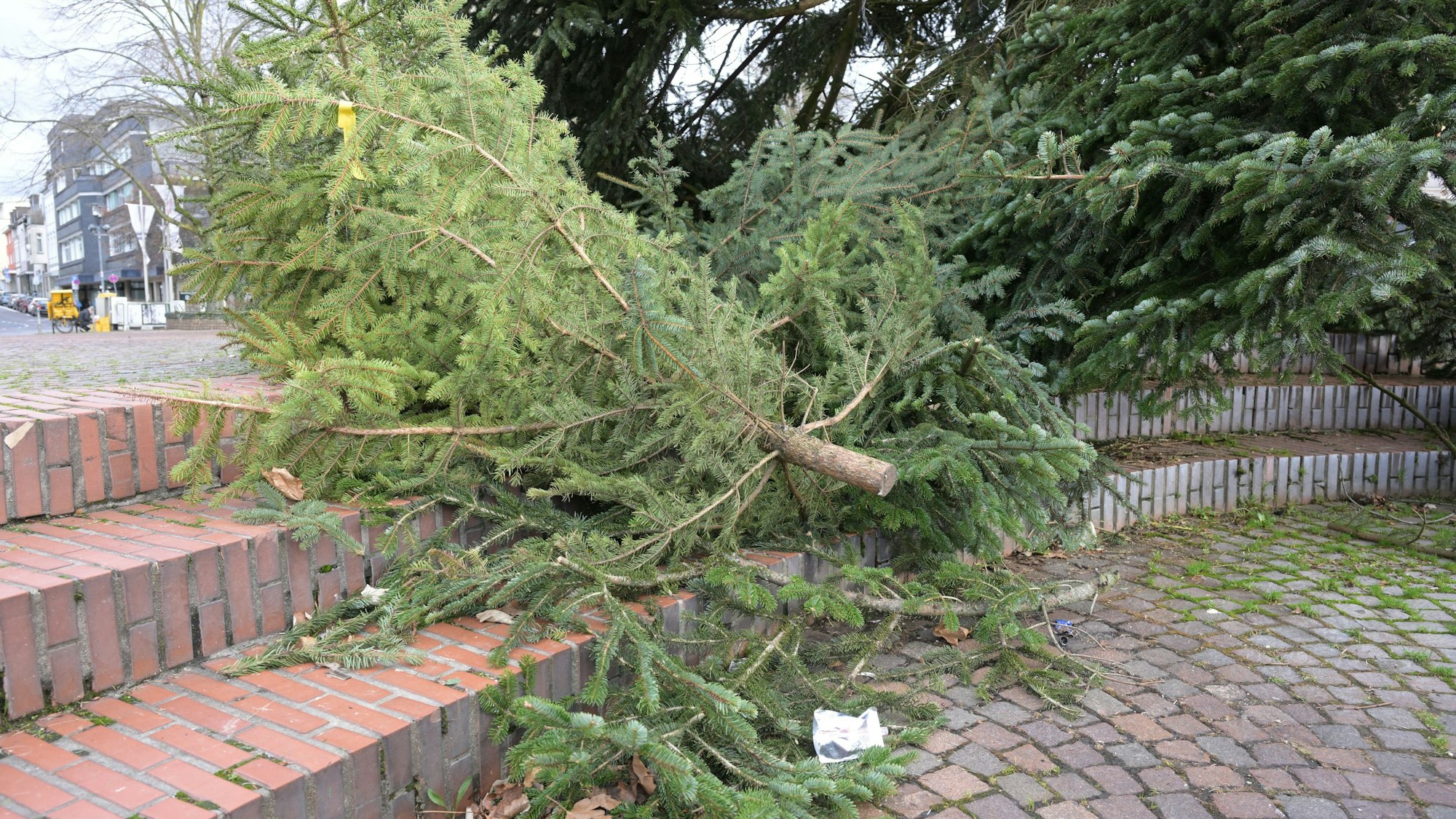 Das Foto zeigt einen abgeschmückten Weihnachtsbaum in Bergisch Gladbach