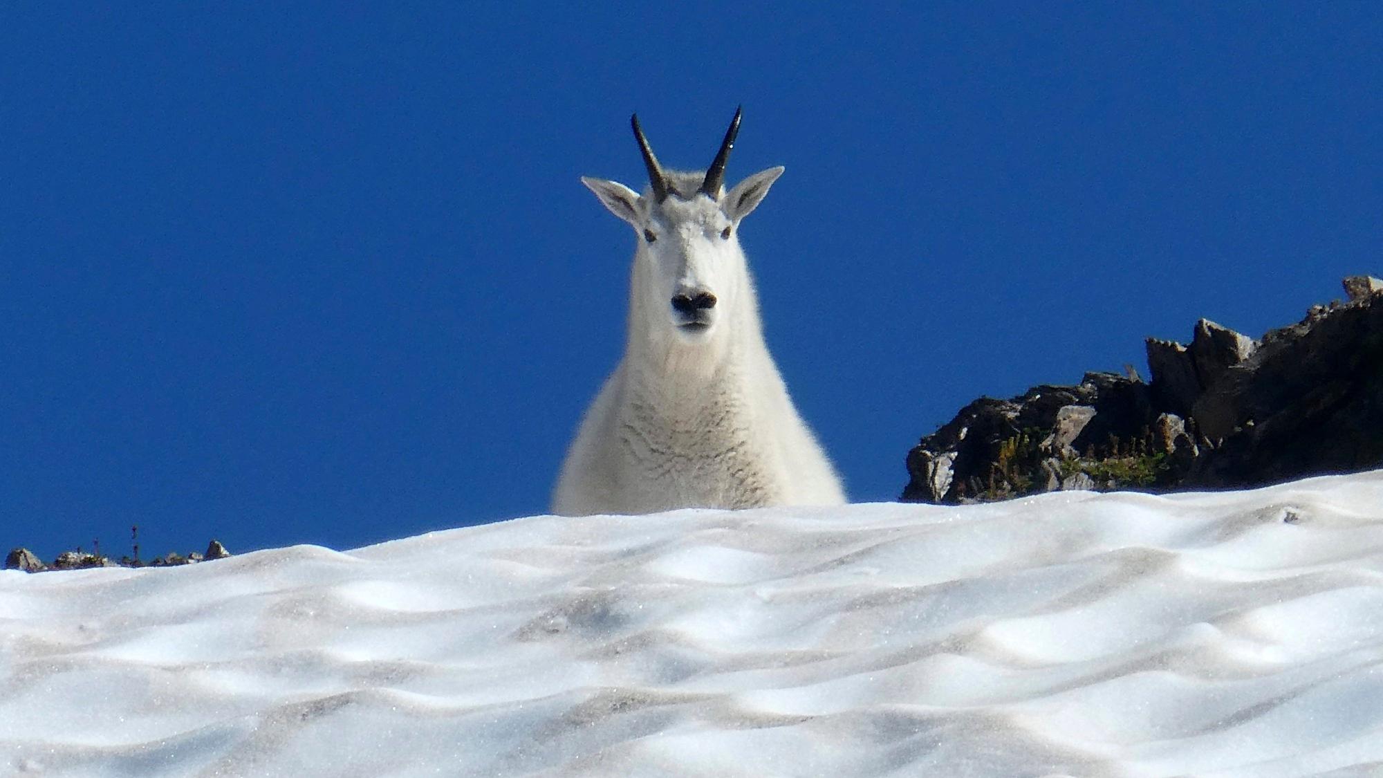 Eine Bergziege blickt auf Wanderer am Hawthorne Peak in Juneau, Alaska.