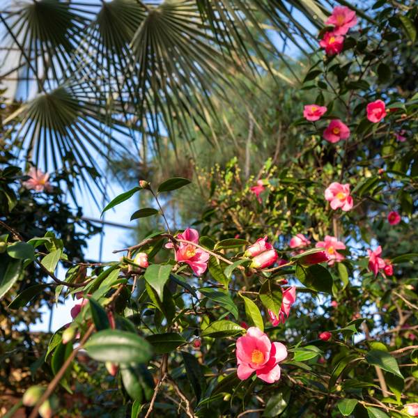 Kamelienblüten im Subtropenhaus
