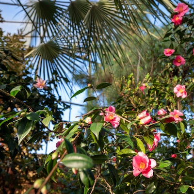 Kamelienblüten im Subtropenhaus