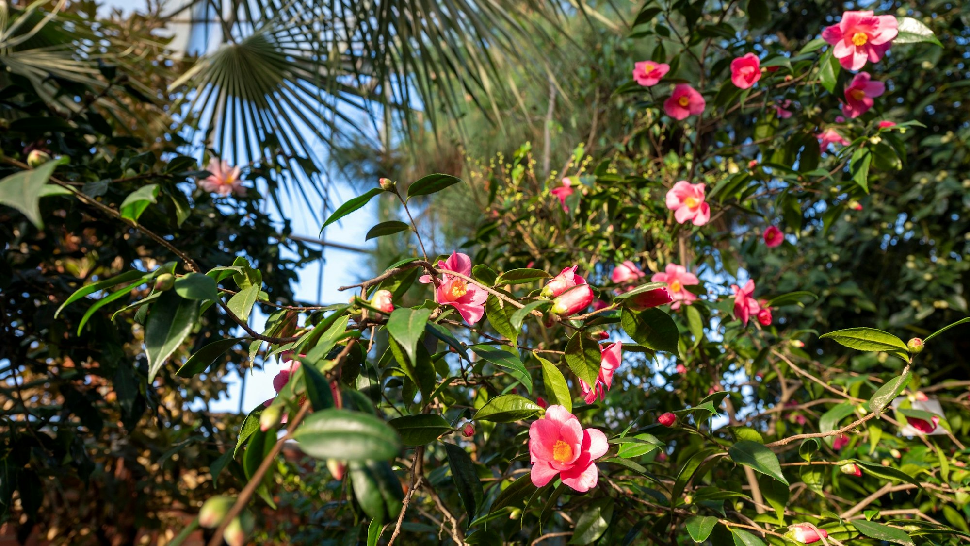 Kamelienblüten im Subtropenhaus