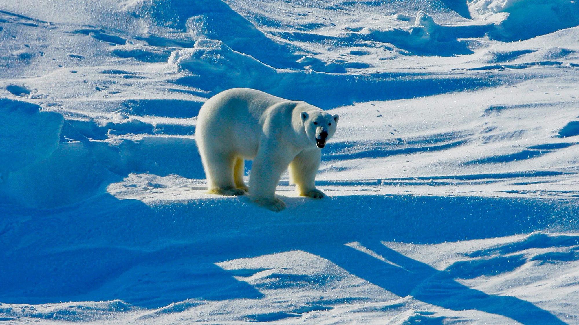 Ein Eisbär in der Beaufortsee-Region in Alaska.