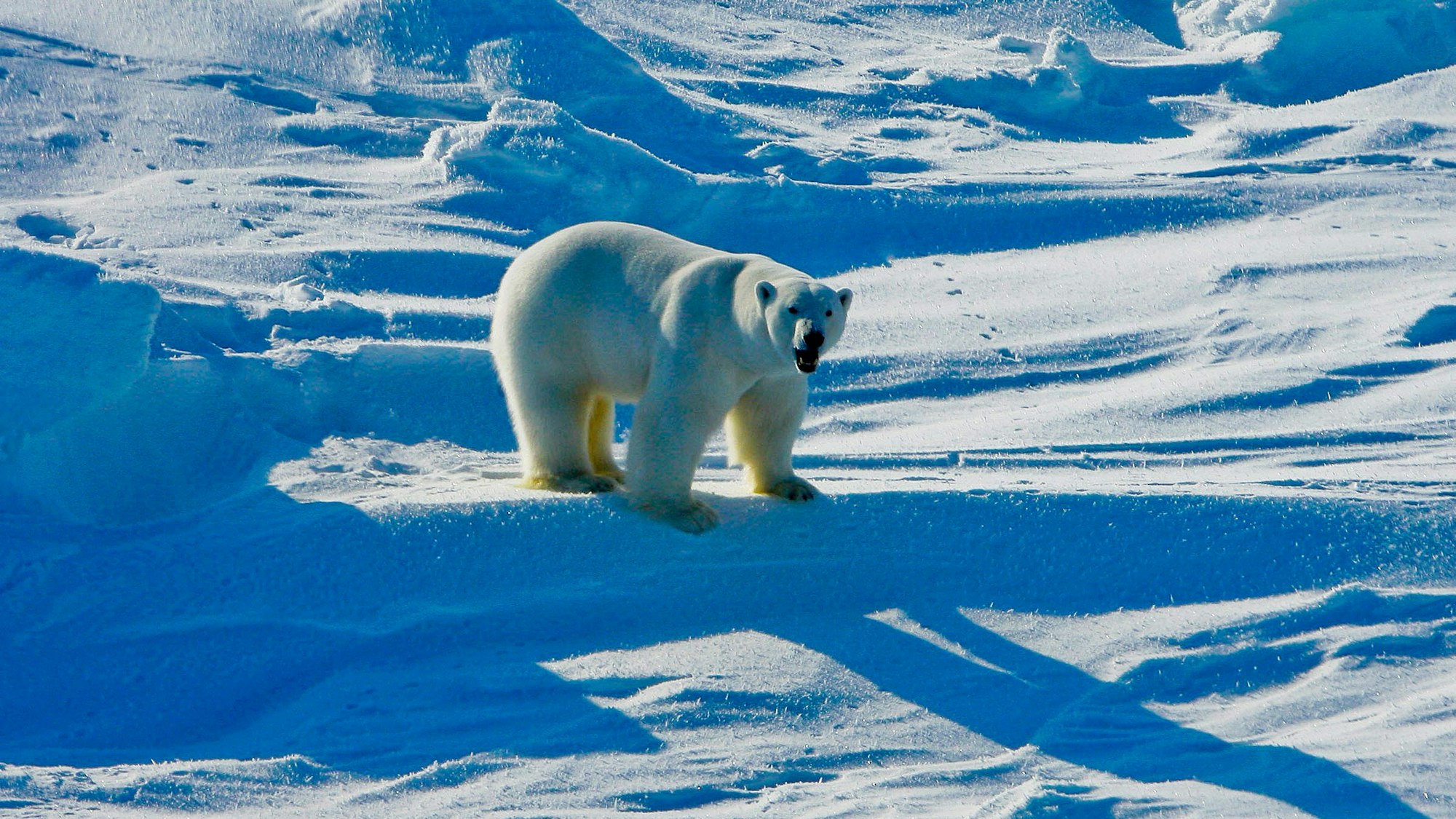 Ein Eisbär in der Beaufortsee-Region in Alaska.