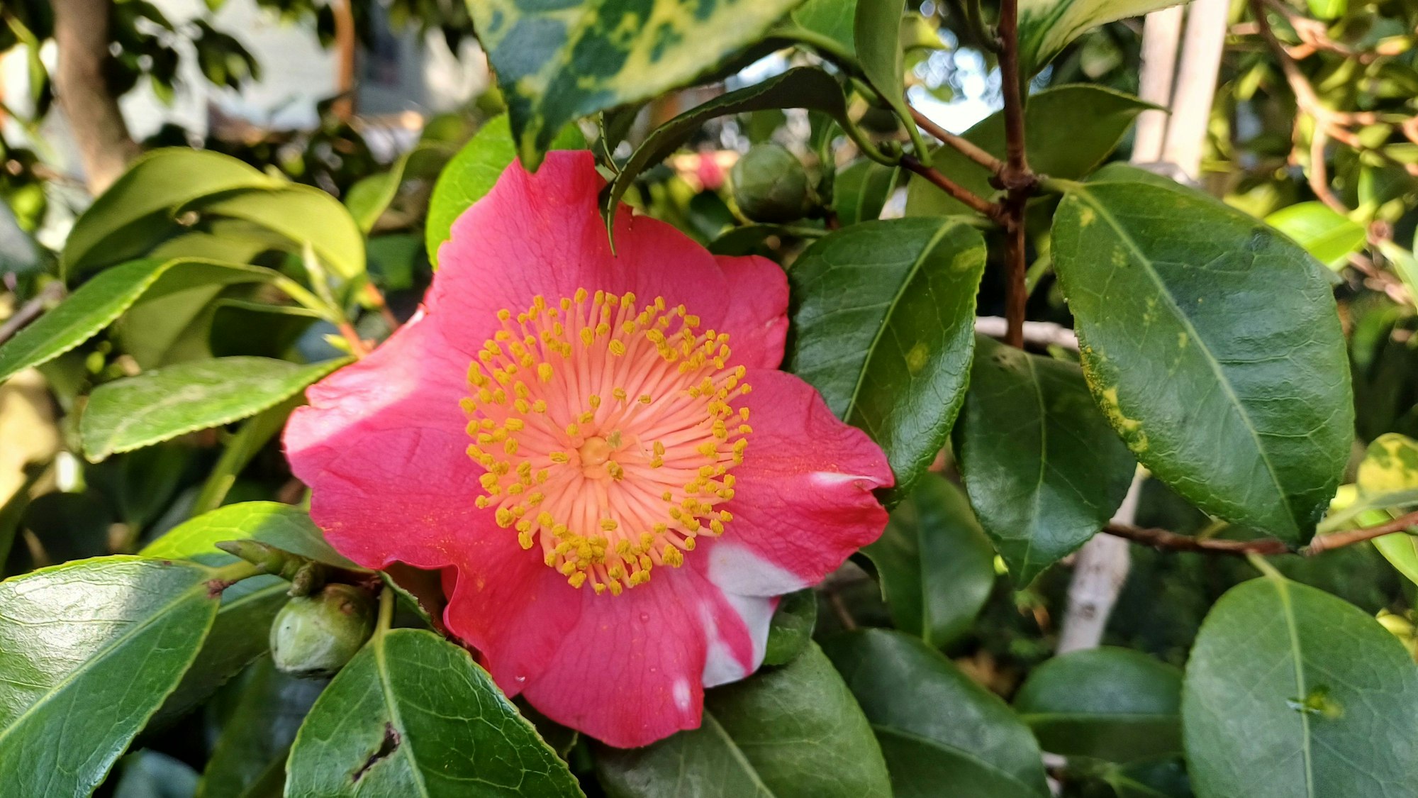 Ein Higo-Kamelie mit üppigen Staubfäden