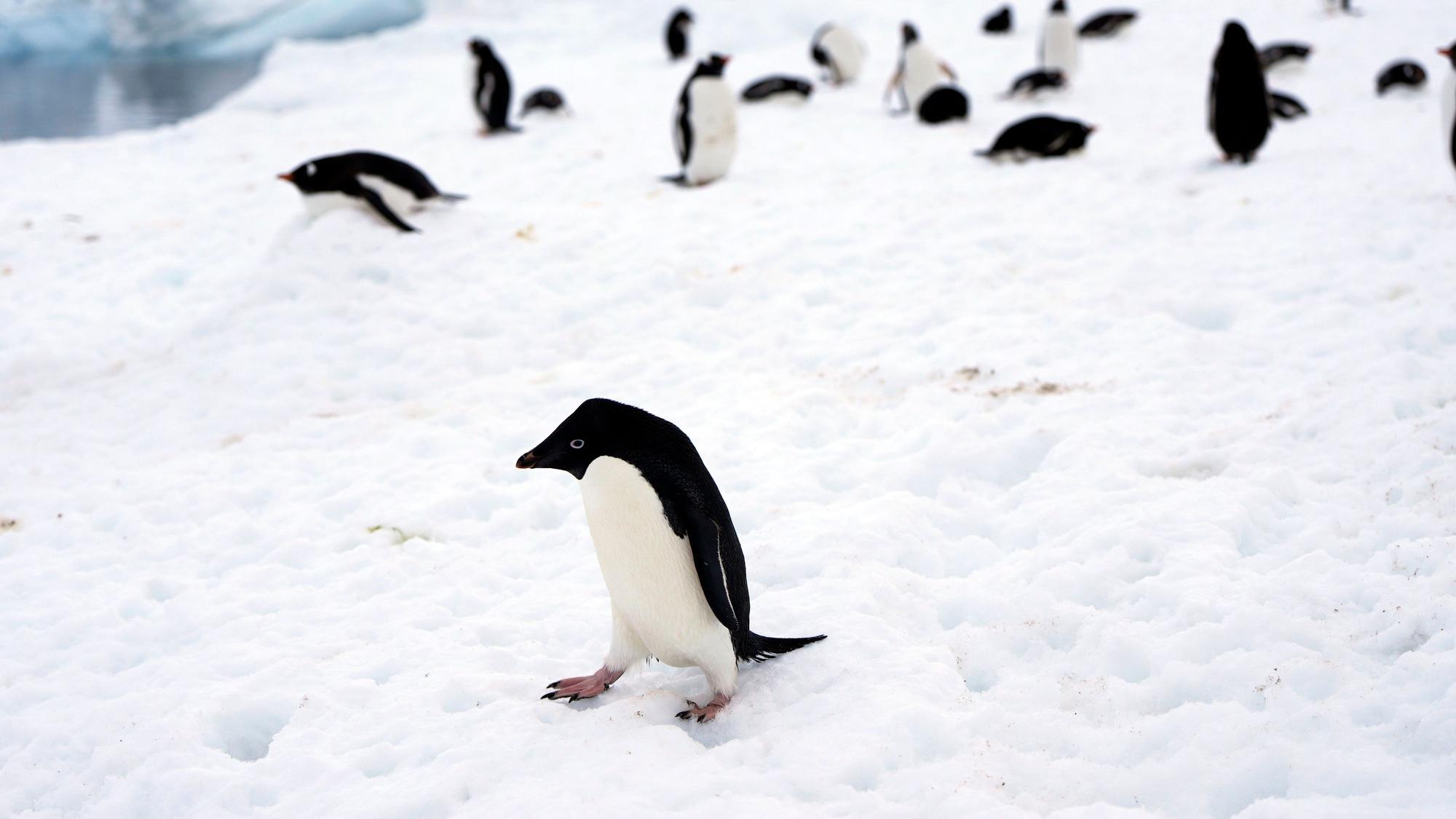 Pinguine in der Antarktis.