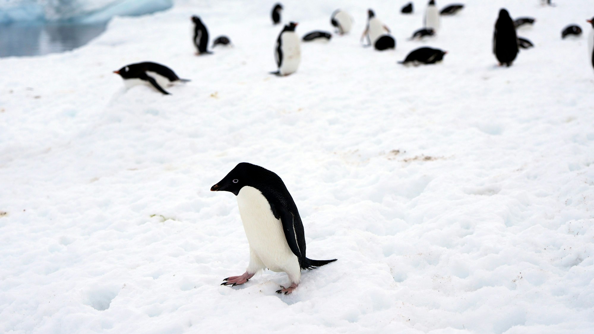 Pinguine in der Antarktis.