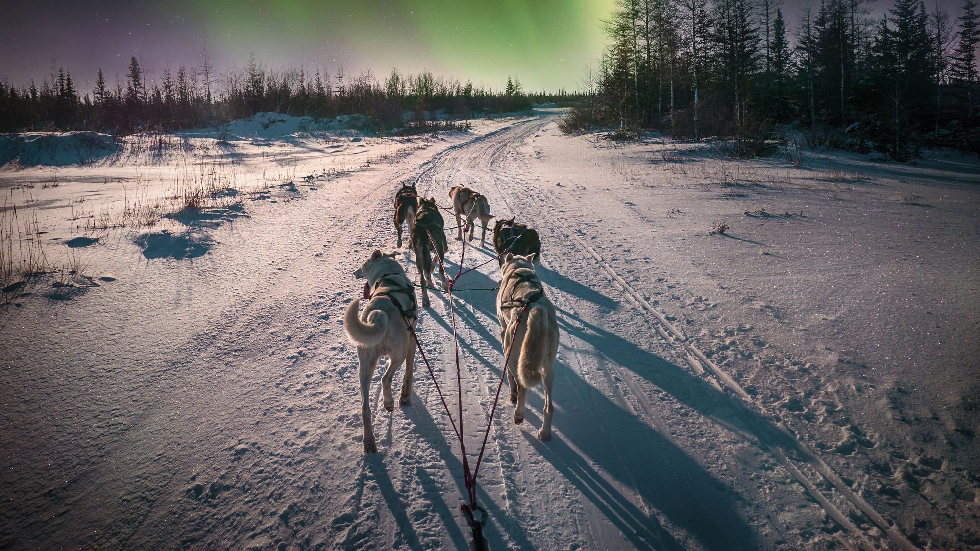 Schlittenhunde in Nordkanada.
