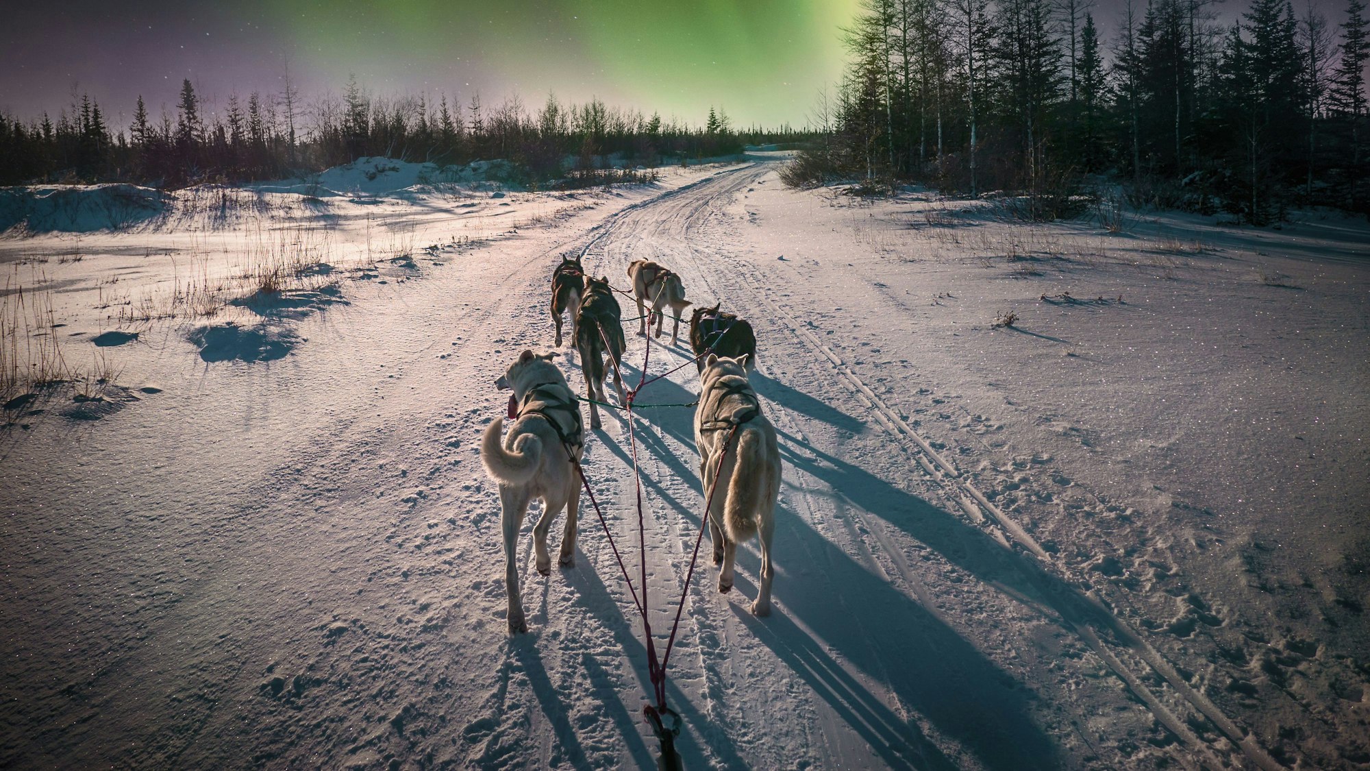 Schlittenhunde in Nordkanada.