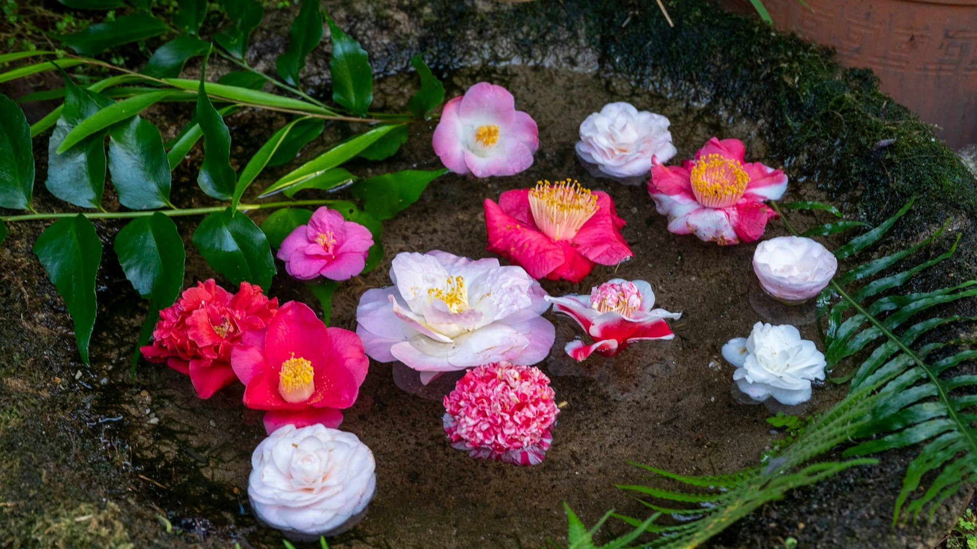 Blüten schwimmen in einem kleinen Wasserbecken.