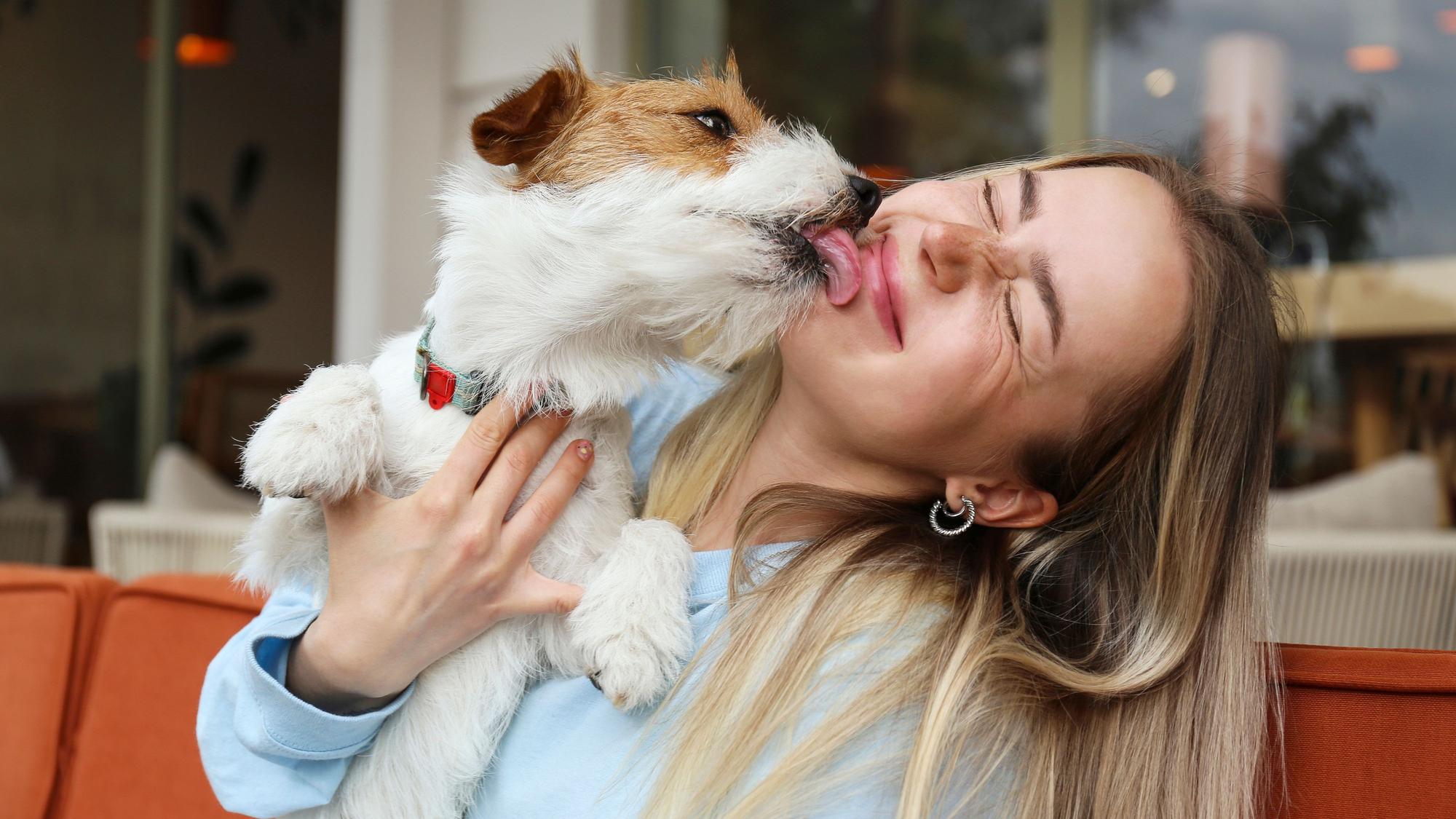 Blonde Frau lässt sich von ihrem Terrier das Gesicht abschlecken.