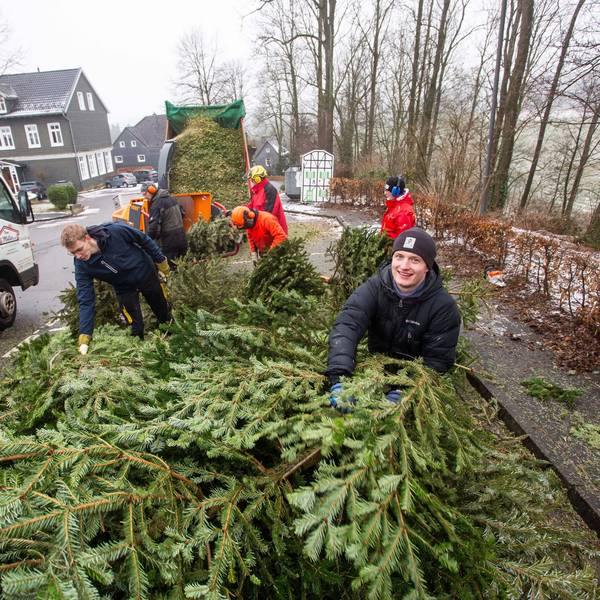 Freiwillige Helfer stapeln ausgediente Weihnachtsbäume an einem Straßenrand.