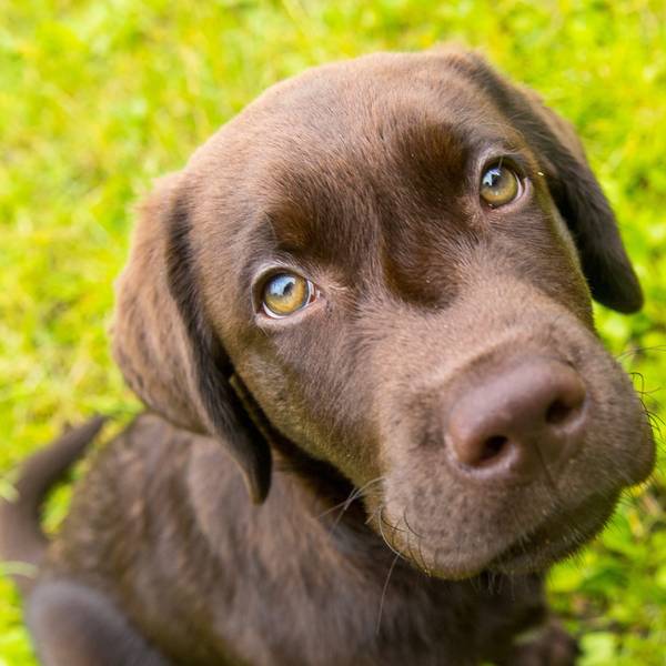 Ein brauner kleiner Hund schaut lieb in die Kameralinse