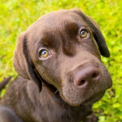 Ein brauner kleiner Hund schaut lieb in die Kameralinse