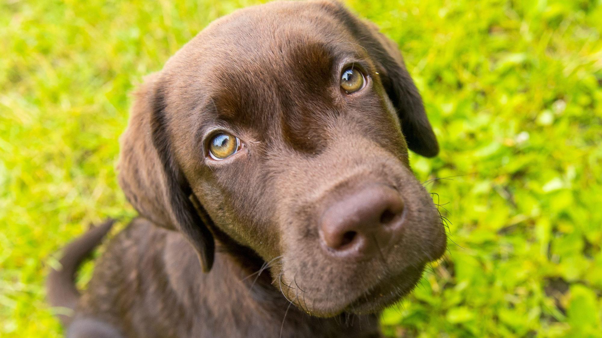 Ein brauner kleiner Hund schaut lieb in die Kameralinse