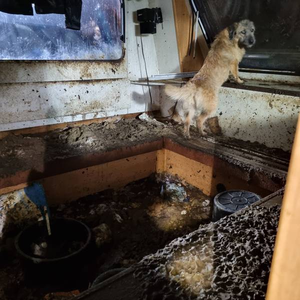 Auf einem Gelände am Alten Deutzer Postweg hat das Team der Tierrettung Köln-Porz im Januar zahlreiche verwahrloste Hunde sichergestellt.