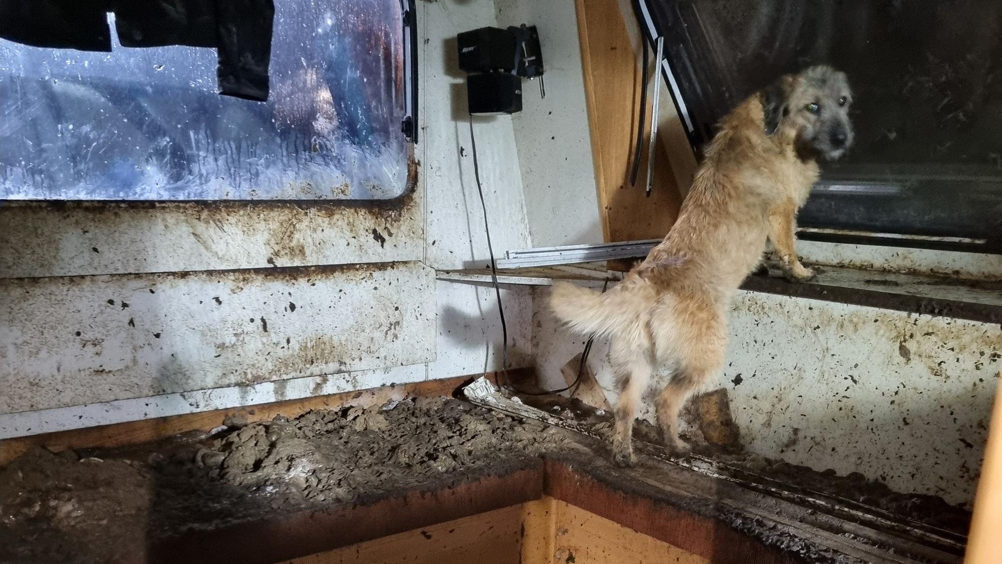 Auf einem Gelände am Alten Deutzer Postweg hat das Team der Tierrettung Köln-Porz im Januar zahlreiche verwahrloste Hunde sichergestellt.