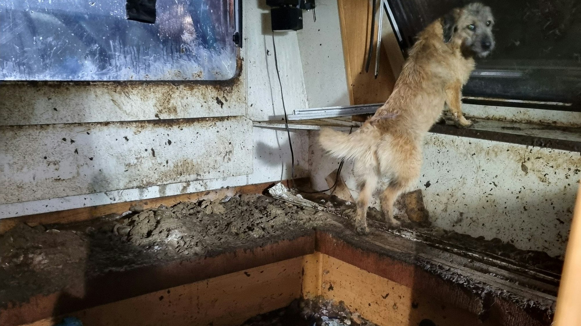 Diesen verwahrlosten Hund holten die Retter aus einem völlig verdreckten Wohnwagen.