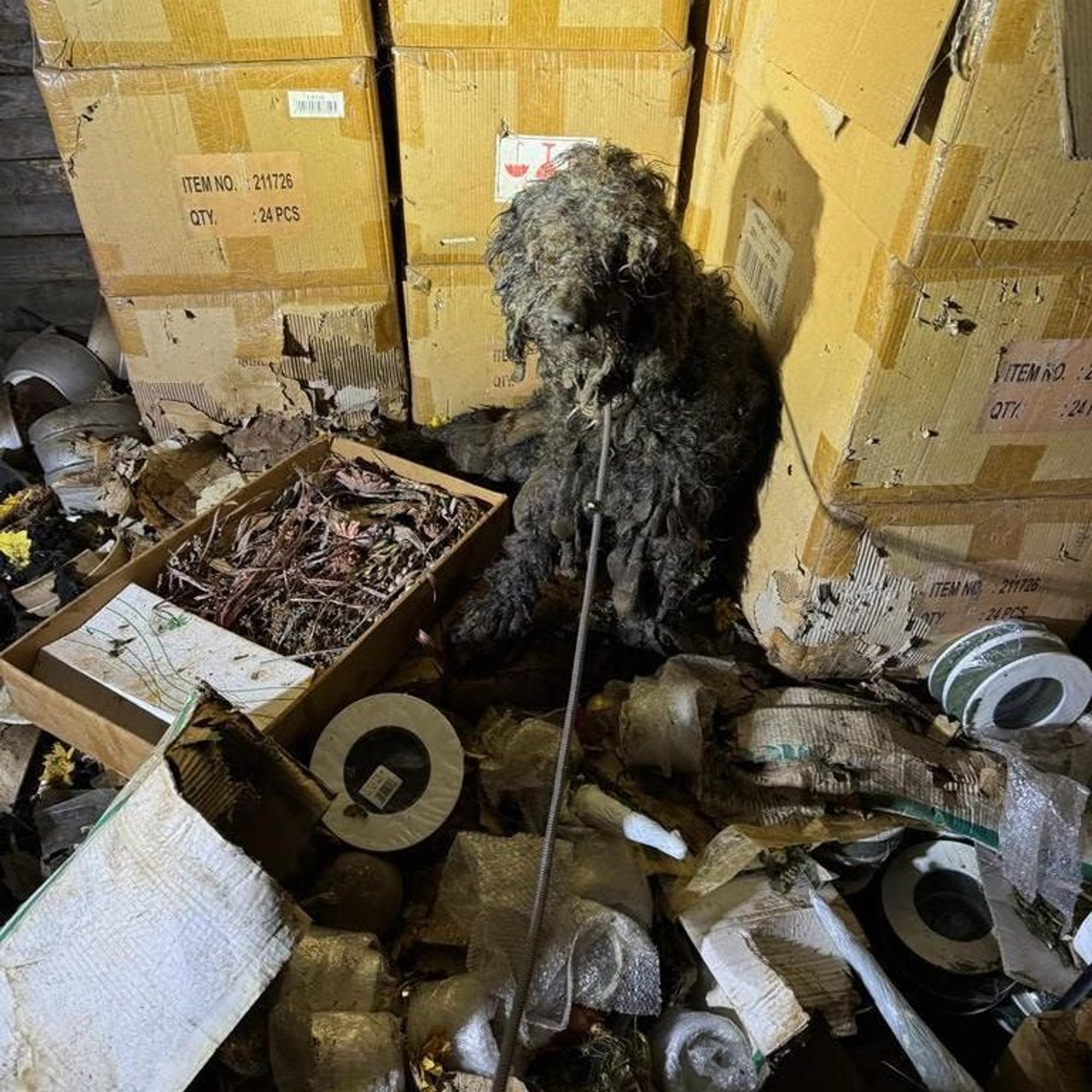 Ein Hund kauert in einer Holzbaracke zwischen Pappkartons und Müll.