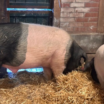 Eberhard, das Handball-Orakel