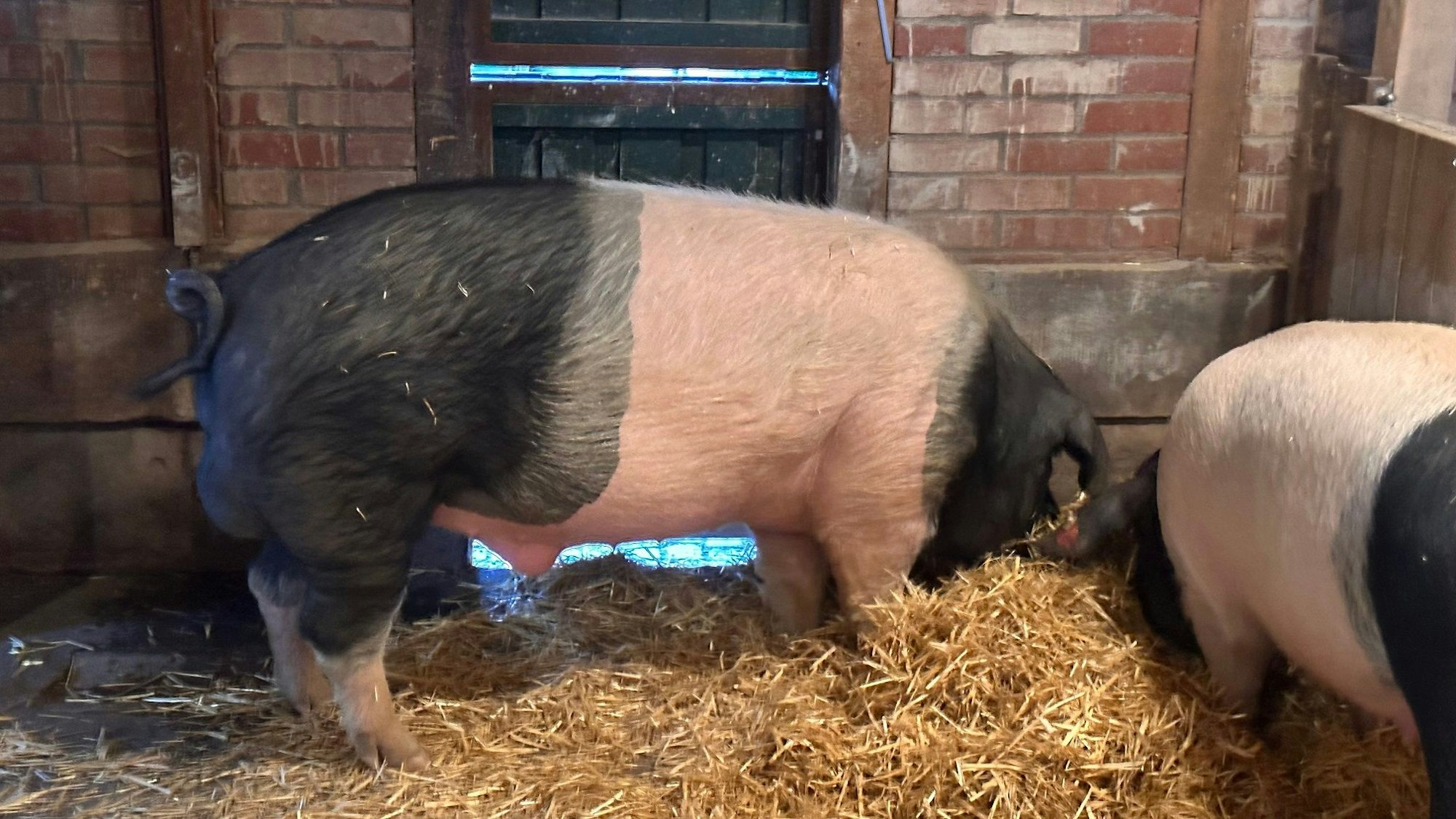 Eberhard, das Handball-Orakel