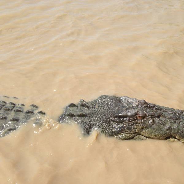 ARCHIV - 25.08.2013, Australien, Darwin: Ein Salzwasserkrokodil schwimmt im Fluß Adelaide. (zu dpa "Australien: Kind im Kakadu-Nationalpark von Krokodil attackiert") Foto: Neda Vanovac/AAP/EPA/dpa +++ dpa-Bildfunk +++