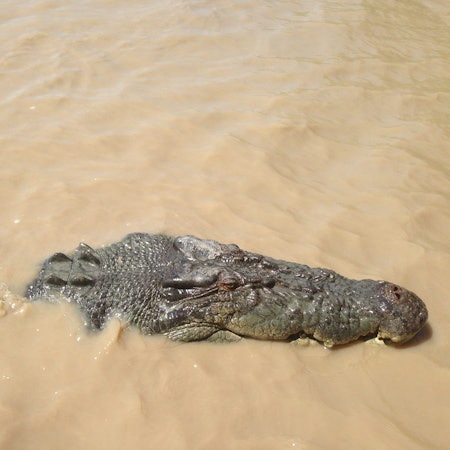 ARCHIV - 25.08.2013, Australien, Darwin: Ein Salzwasserkrokodil schwimmt  im Fluß Adelaide. (zu dpa "Australien: Kind im Kakadu-Nationalpark von Krokodil attackiert") Foto: Neda Vanovac/AAP/EPA/dpa +++ dpa-Bildfunk +++