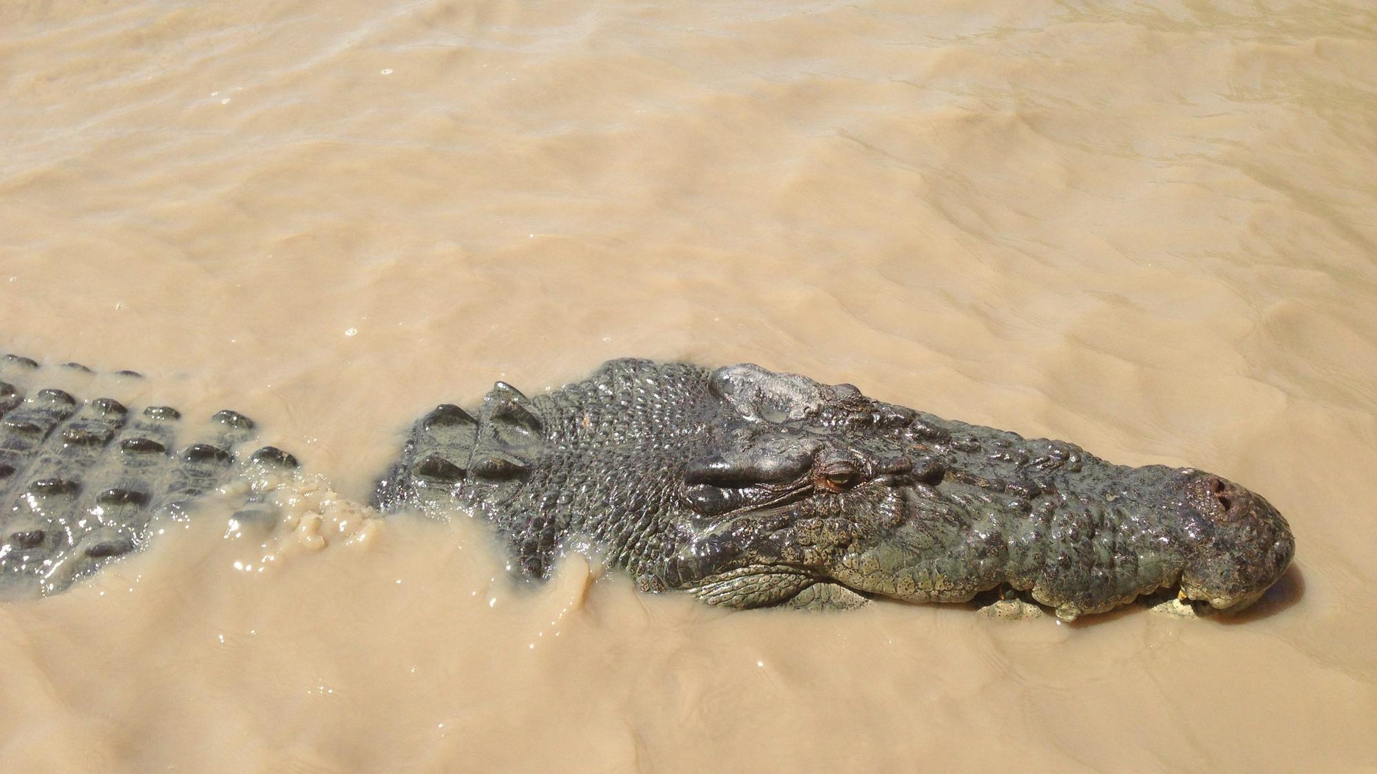 ARCHIV - 25.08.2013, Australien, Darwin: Ein Salzwasserkrokodil schwimmt im Fluß Adelaide. (zu dpa "Australien: Kind im Kakadu-Nationalpark von Krokodil attackiert") Foto: Neda Vanovac/AAP/EPA/dpa +++ dpa-Bildfunk +++