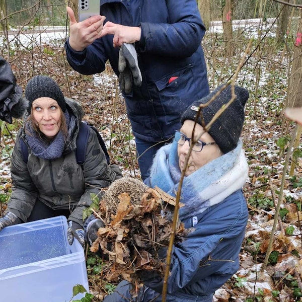 Eine Frau in Winterkleidung trägt einen Igel, der auf Laub liegt.