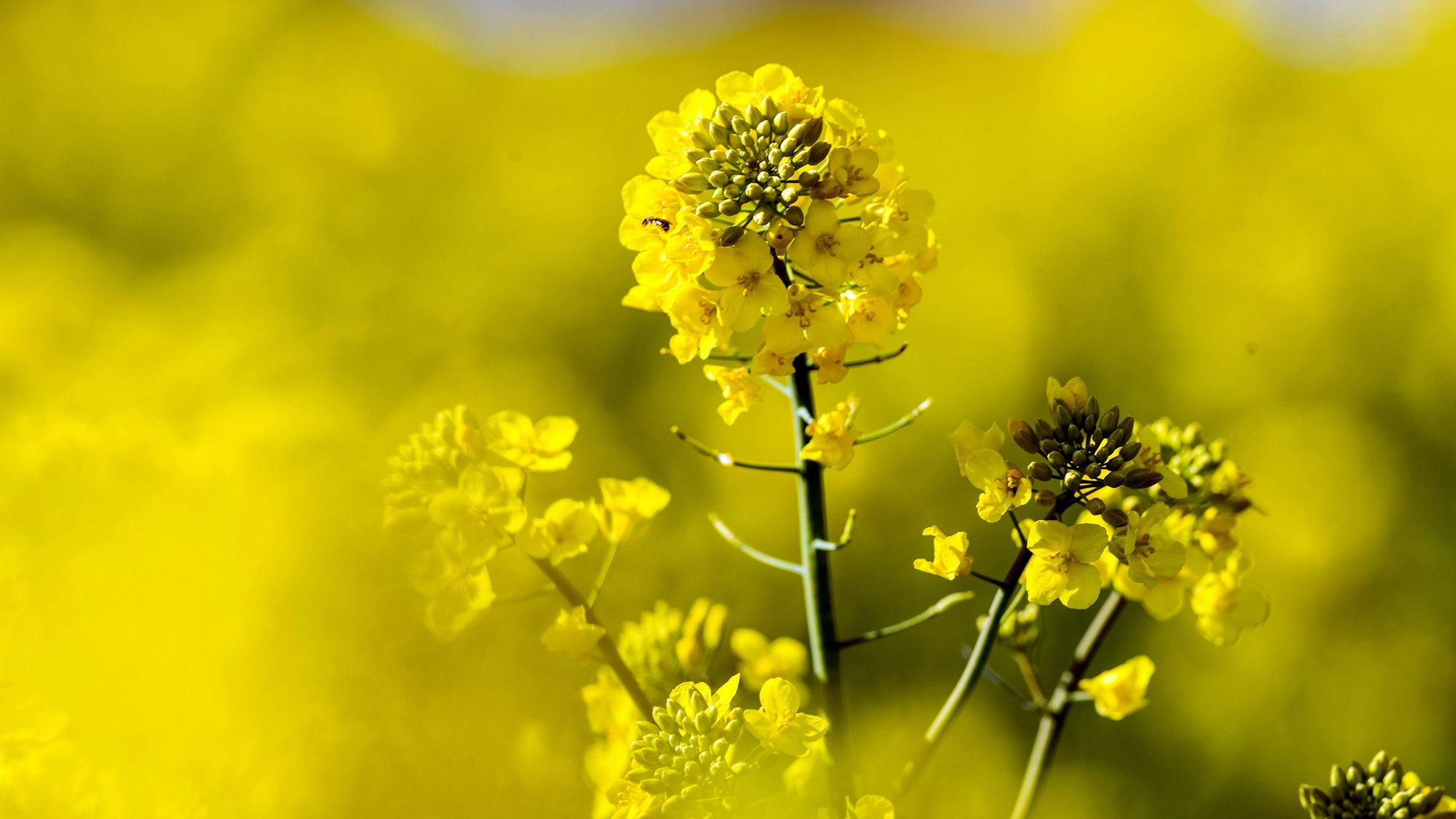 Raps blüht in der Sonne auf einem Feld nahe dem wenige Kilometer von der Potsdamer Innenstadt entfernten Fahrland.