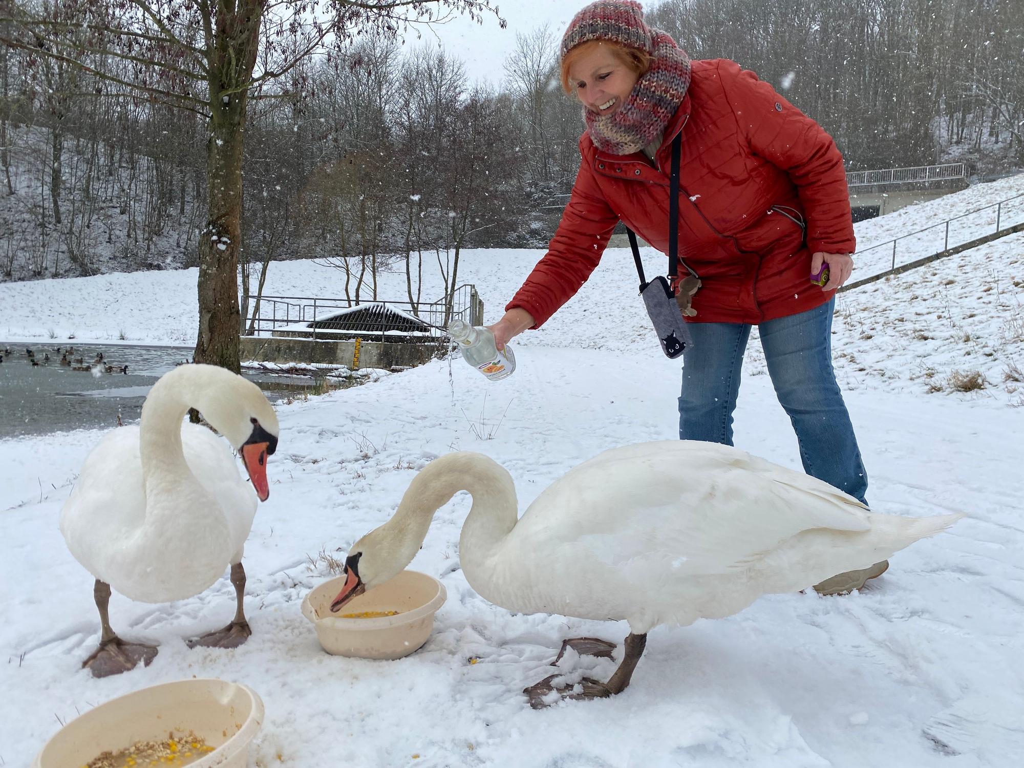 Petra Hartung füttert zwei Schwäne in Näpfen.