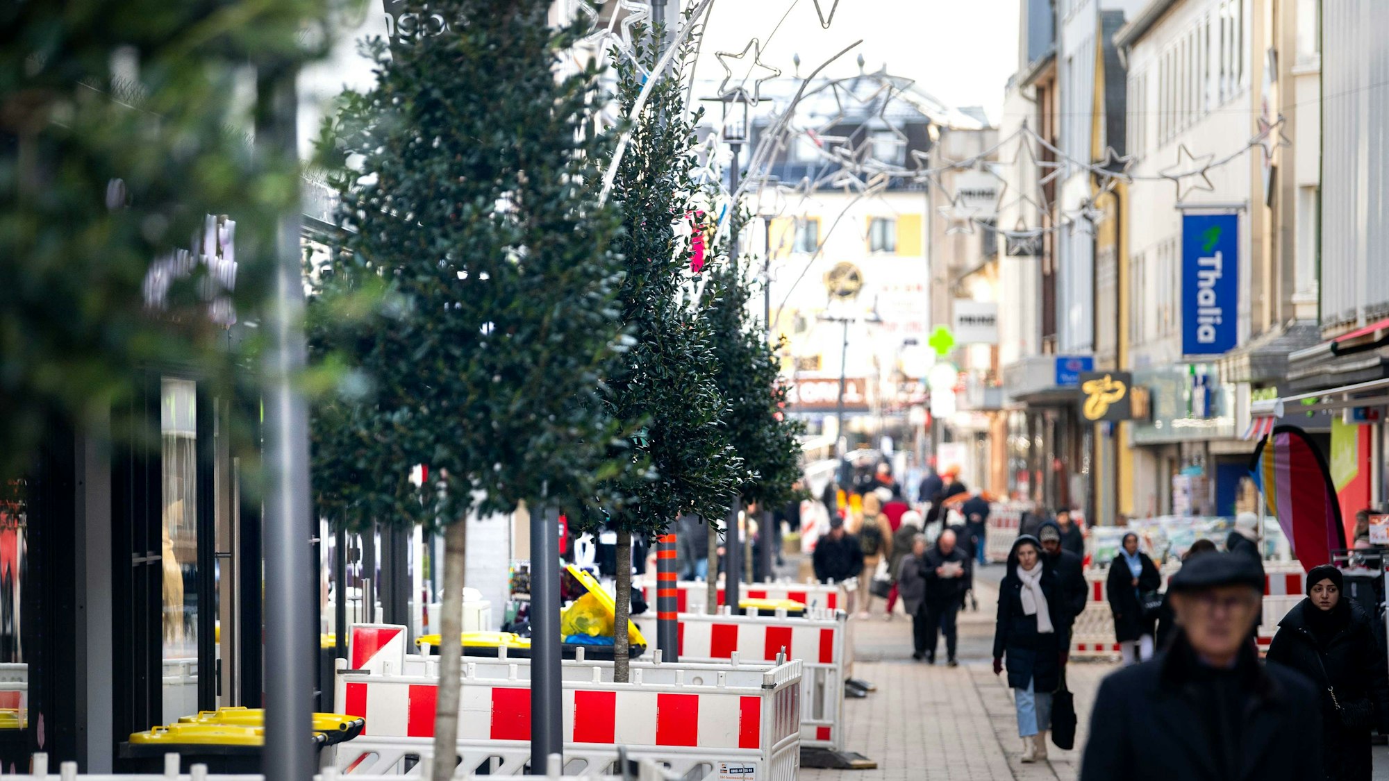 Das Bild zeigt die ersten Stechpalmen, die in der Neustraße im Zuge der Sanierung gepflanzt worden sind.