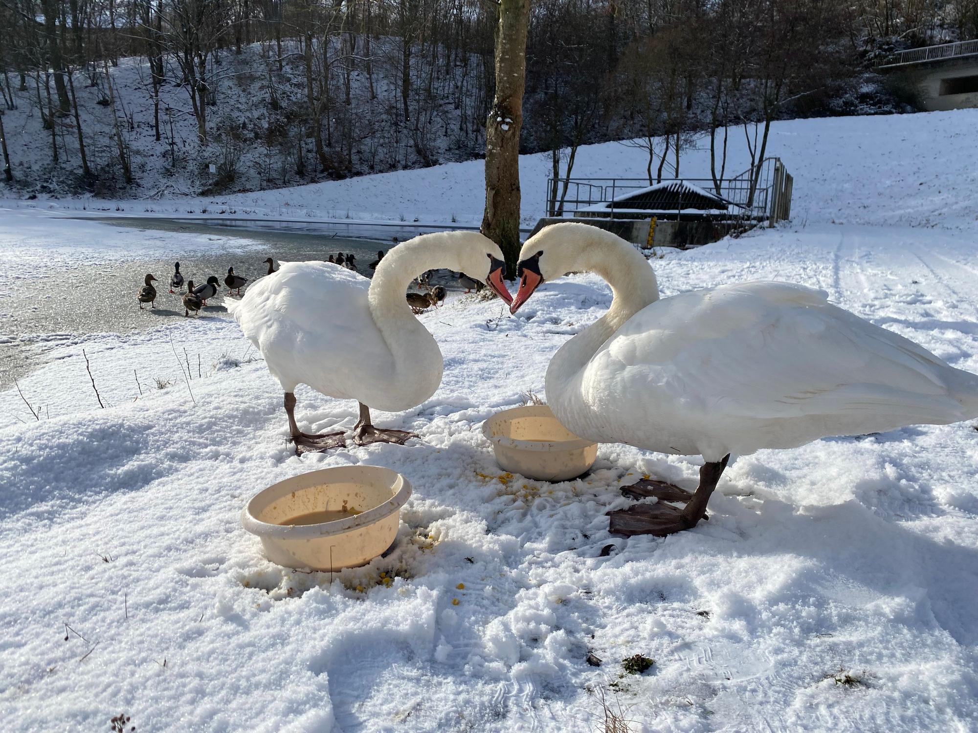 Zwei Schwäne stehen im Schnee.