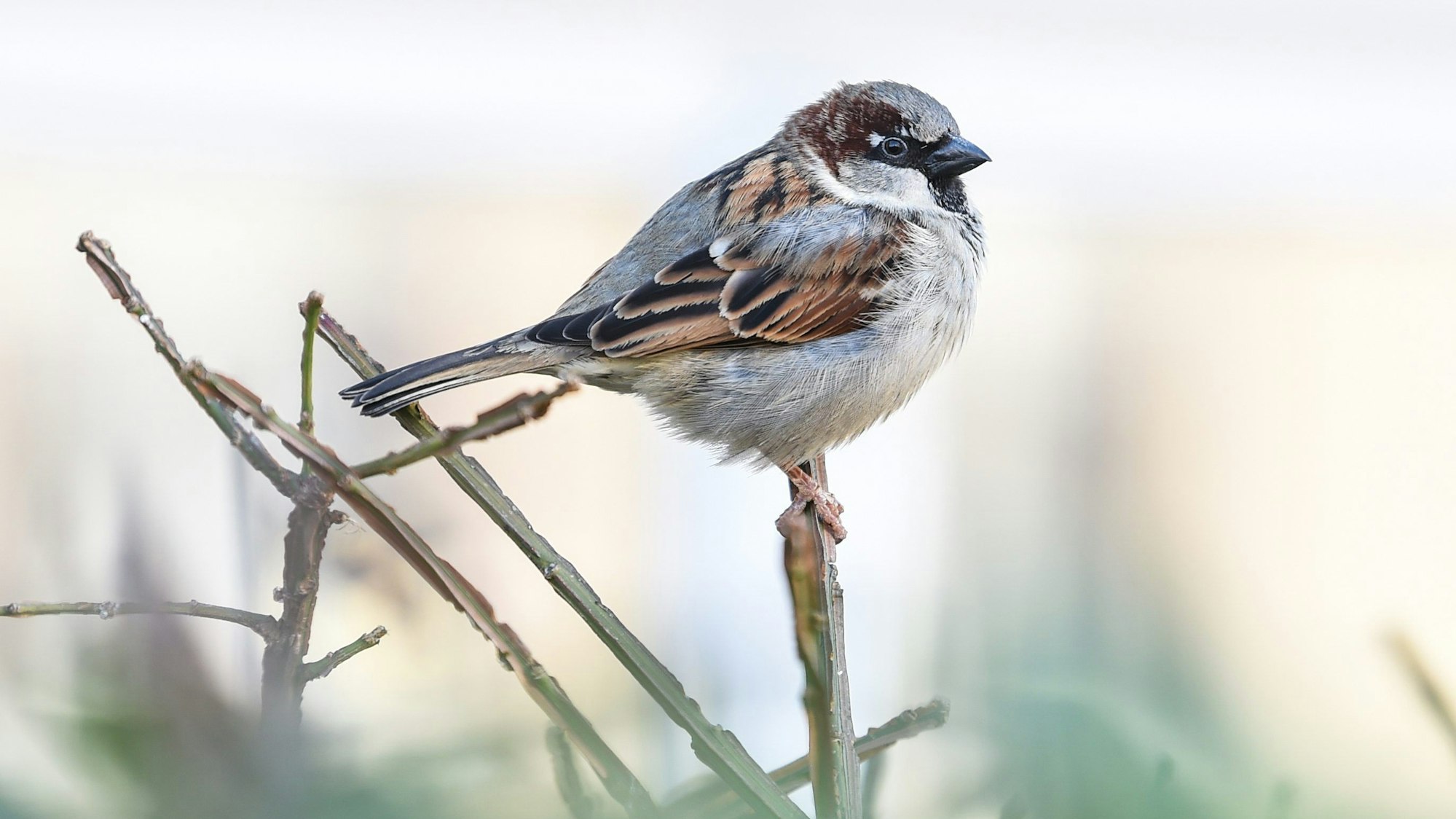 Ein Haussperling in Nahaufnahme, der auf einem Zweig sitzt.