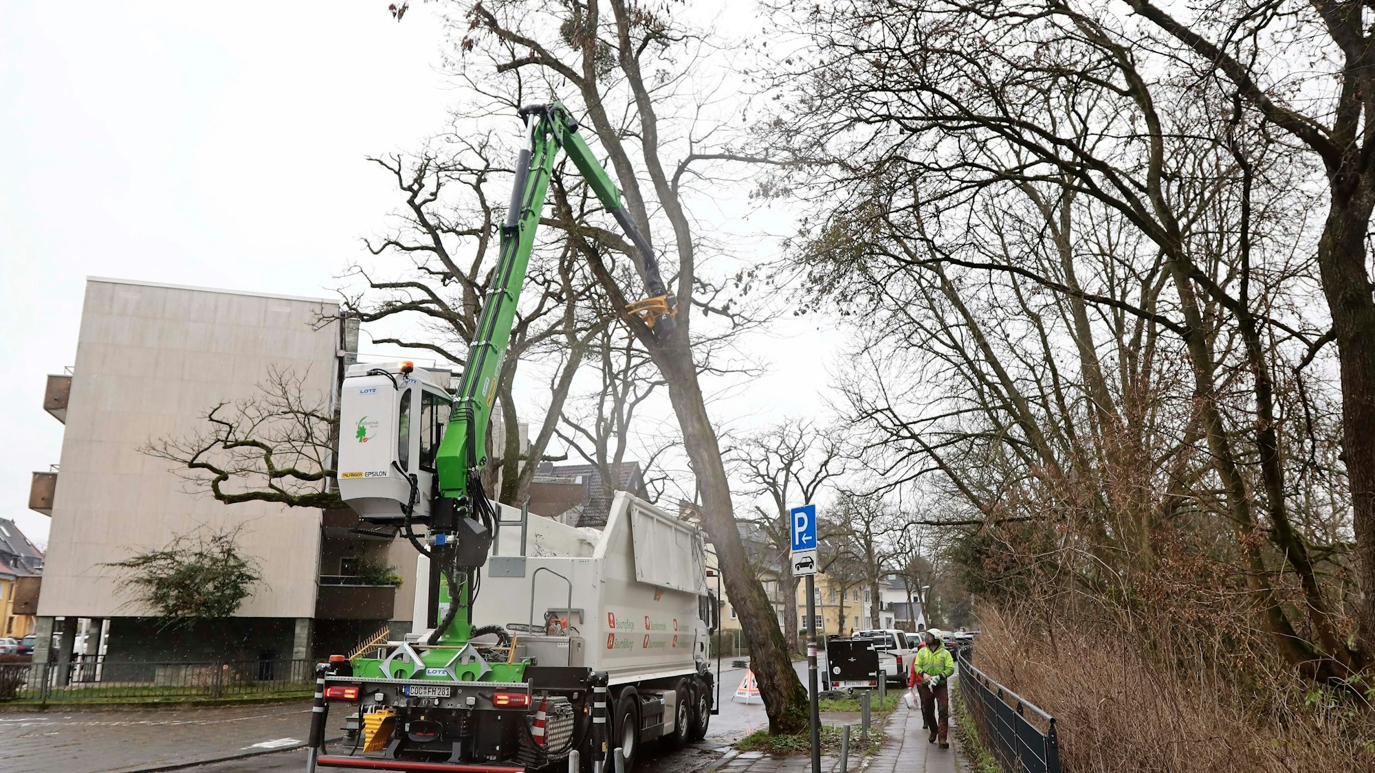 Baumfällarbeiten in Klettenberg.
