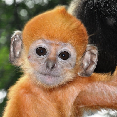 Ein kleiner Affe vor Naturhintergrund
