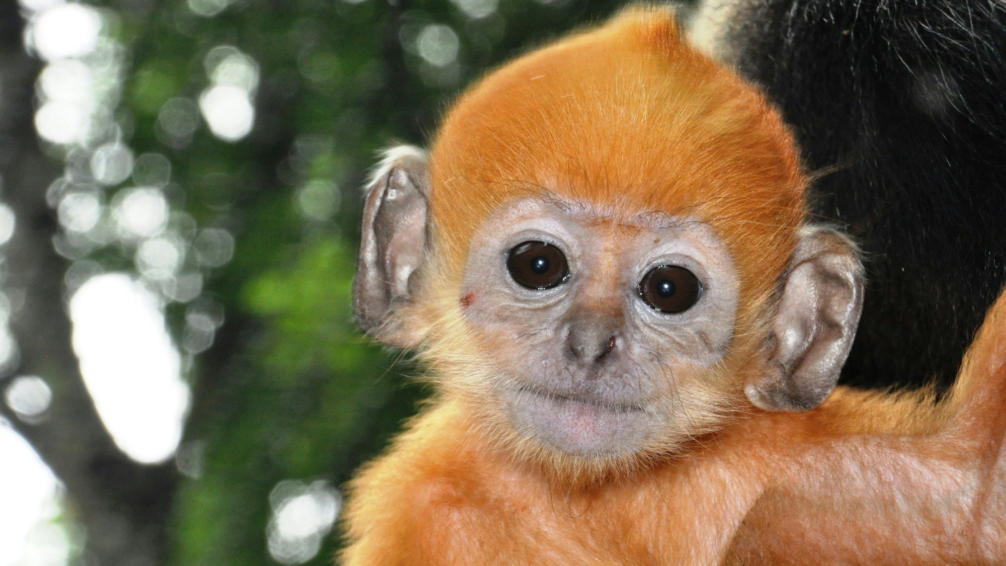 Ein kleiner Affe vor Naturhintergrund
