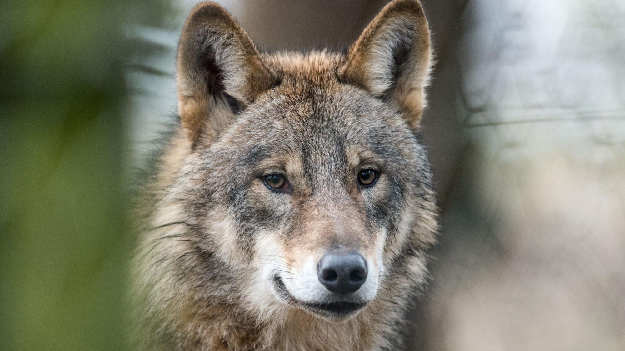 Ein Wolf (Canis Lupus Lupus) läuft durch ein Gehege.