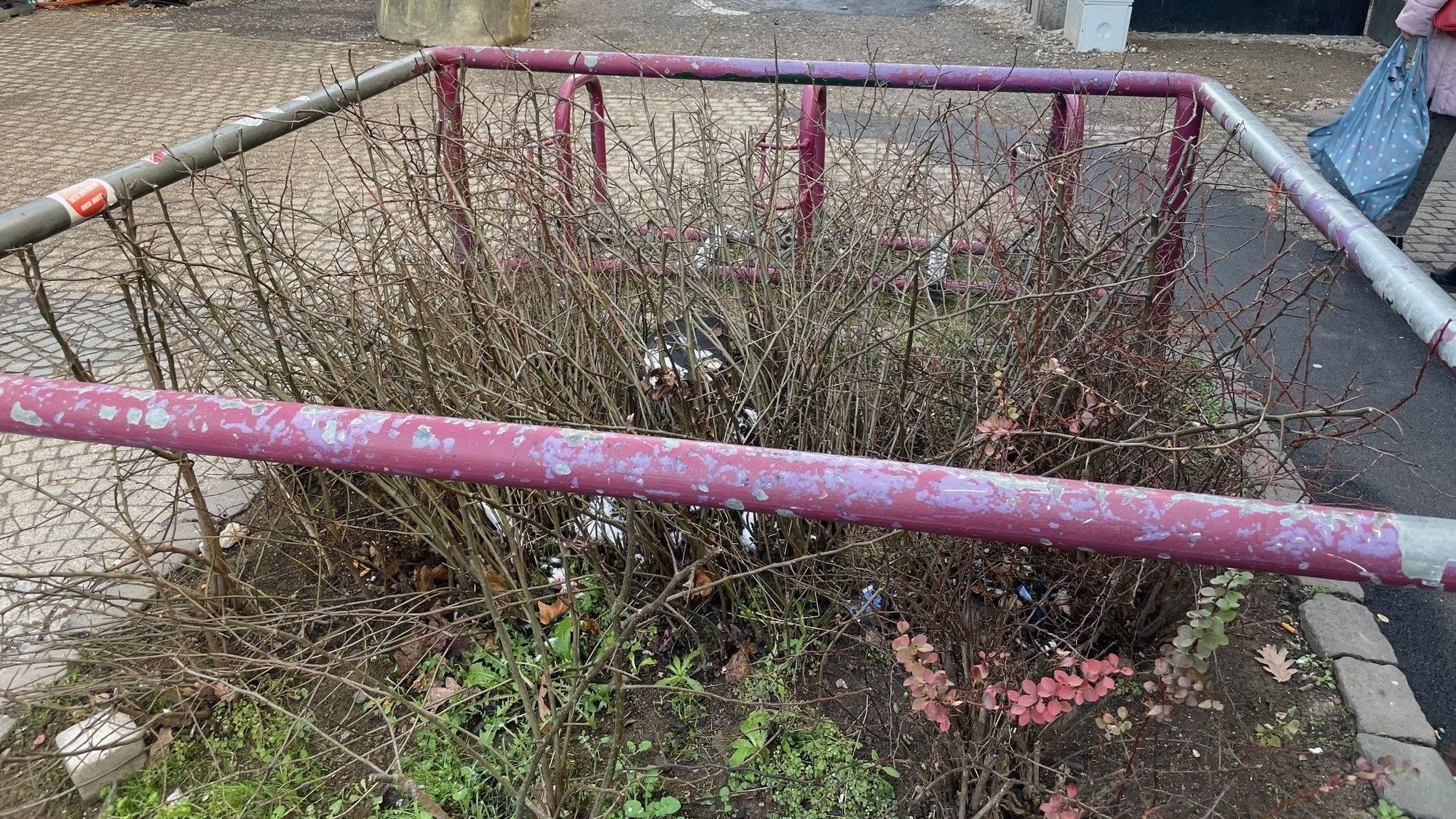 Das Bild zeigt ein Beet an der Neustraße in Euskirchen. Der Baum ist gefällt worden, das Beet sieht wenig einladend aus.