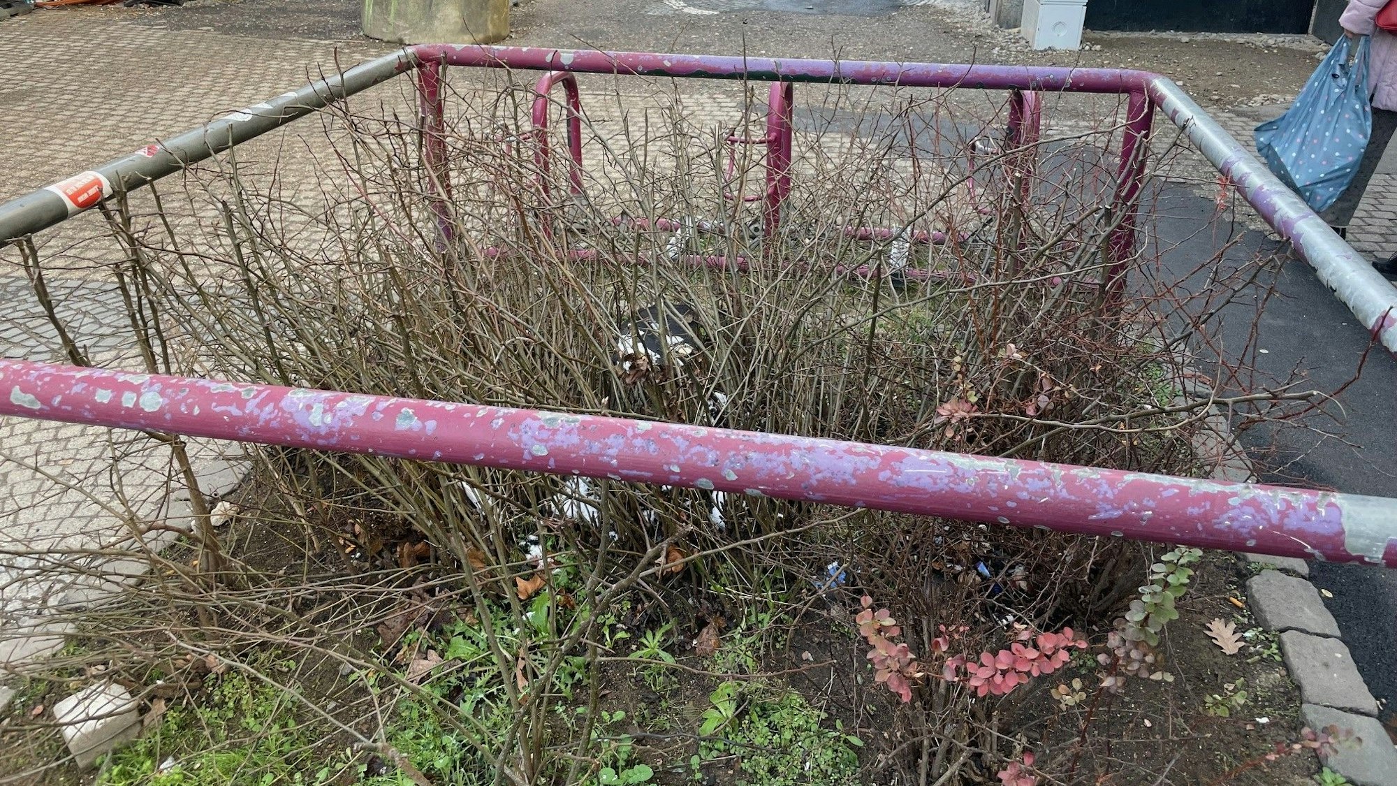 Das Bild zeigt ein Beet an der Neustraße in Euskirchen. Der Baum ist gefällt worden, das Beet sieht wenig einladend aus.