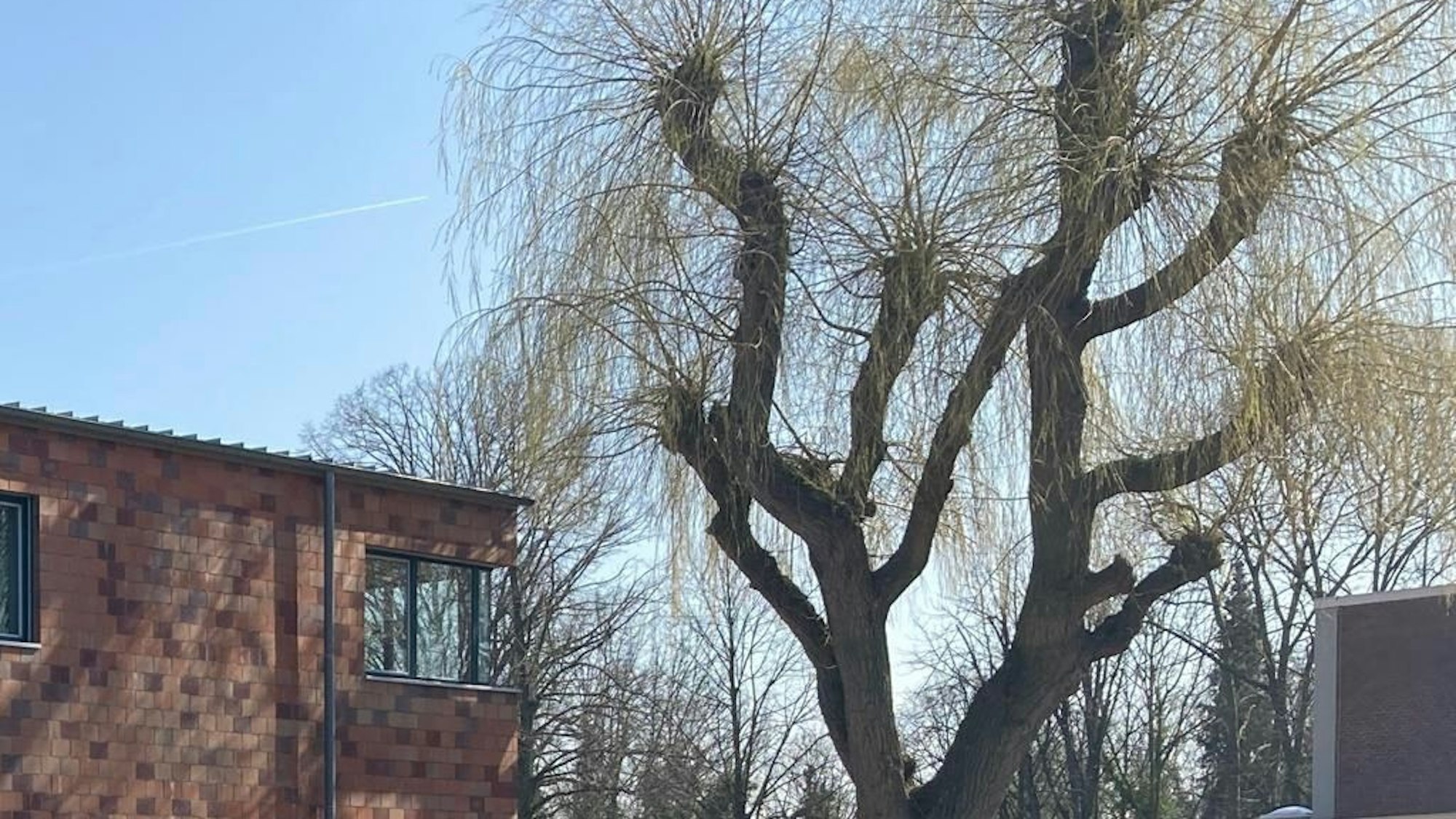 Die Weide, die bisher am Rand des Schulhofes des Bedburger Silverberg-Gymnasiums stand, wurde in den Ferien gefällt.