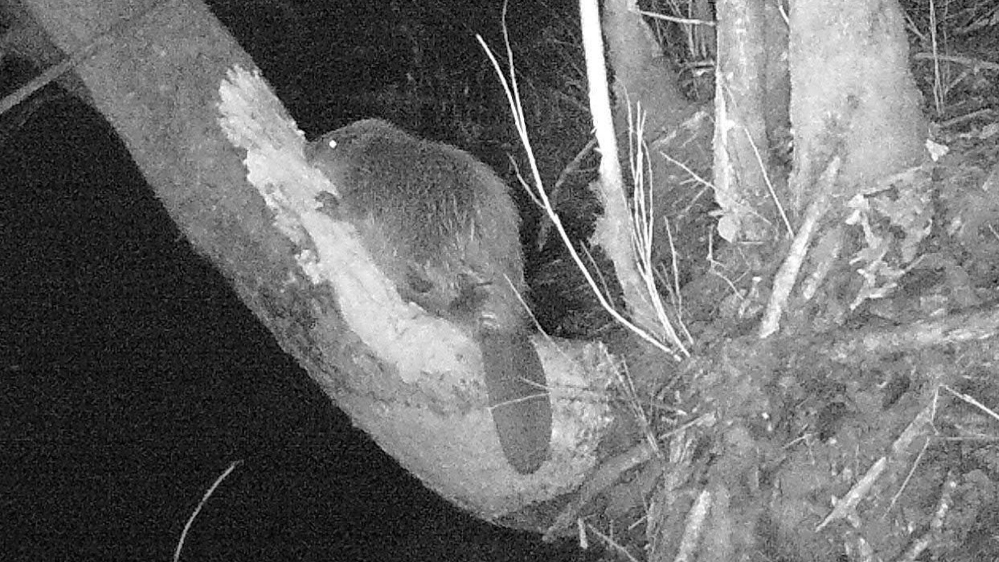 Eine schwarz-weiße Nachtaufnahme zeigt einen Biber, auf einem Baum sitzend.