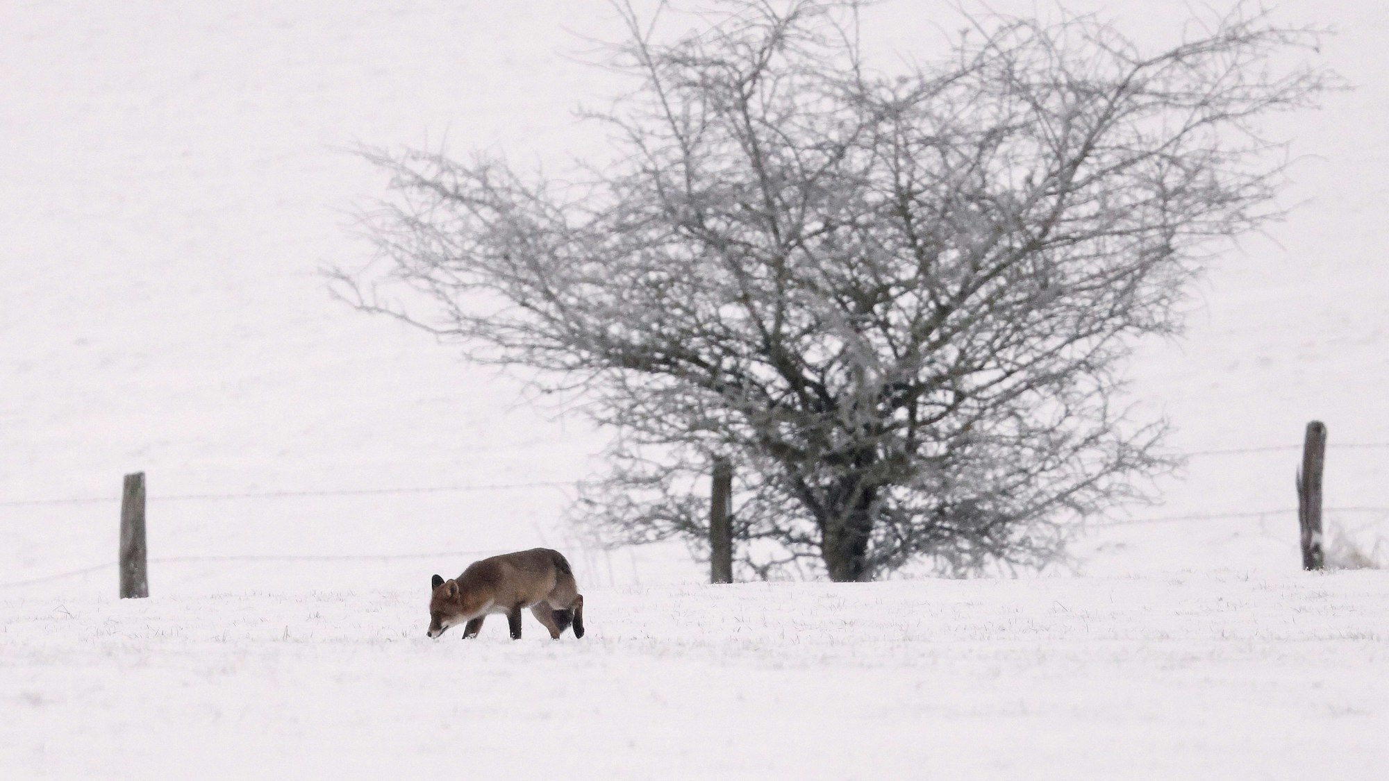 Blankenheim in der Eifel: Ein Fuchs schnürt am Mittwoch (17. Januar) durch den Schnee. In der Eifel fielen teilweise bis zu 16 Zentimeter Neuschnee.