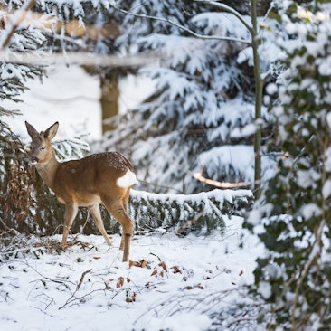 Das Foto zeigt einen Rehbock bei der Futtersuche