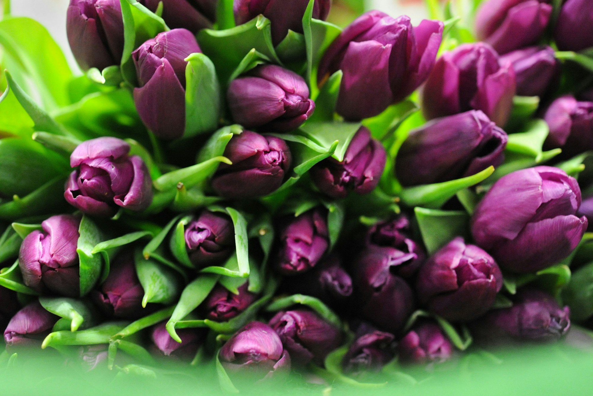 Ein Strauß violetter Tulpen