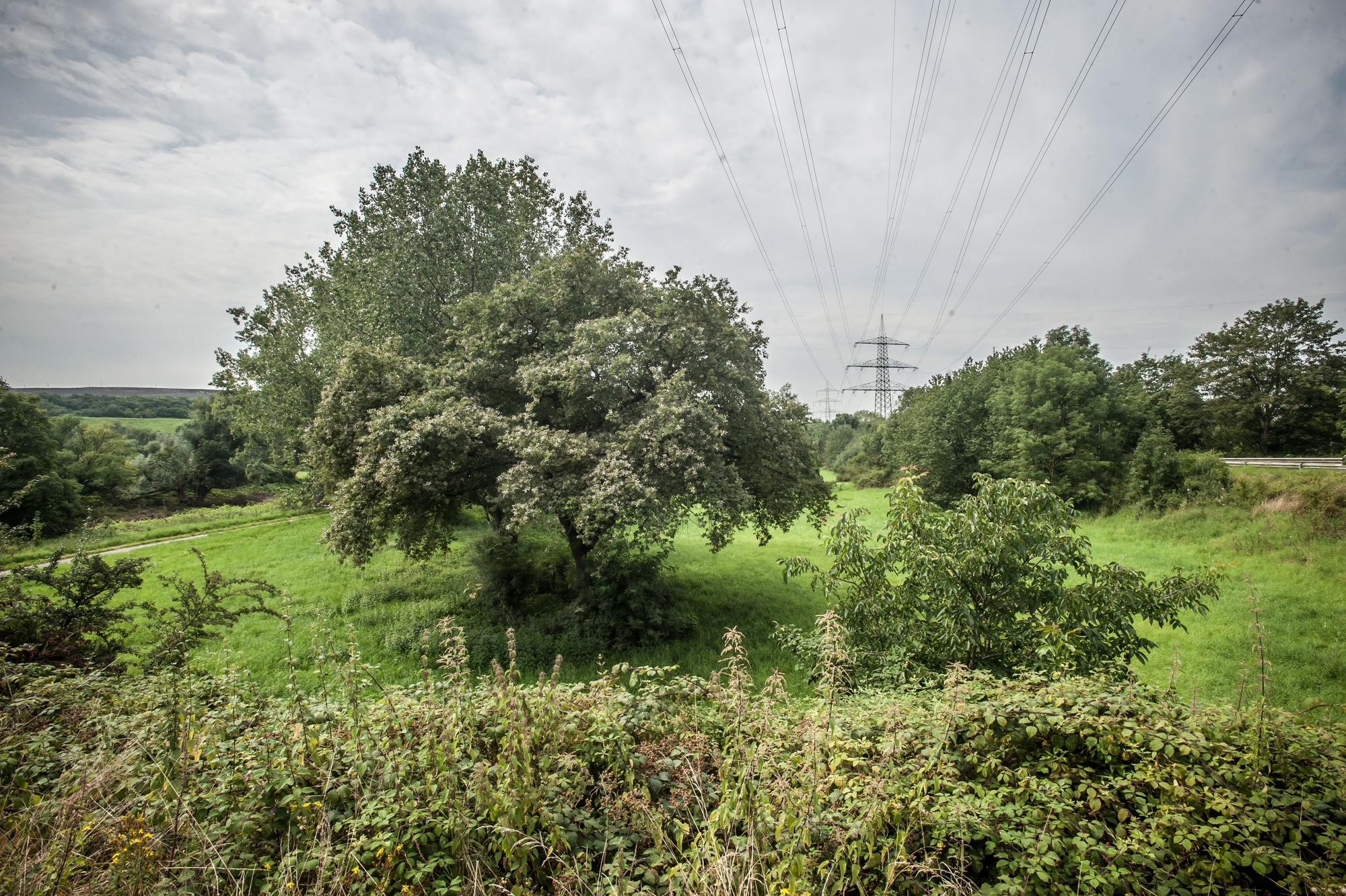 Überflutungsgebiete, Retentionsfläche Rheindorf
Foto: Ralf Krieger
