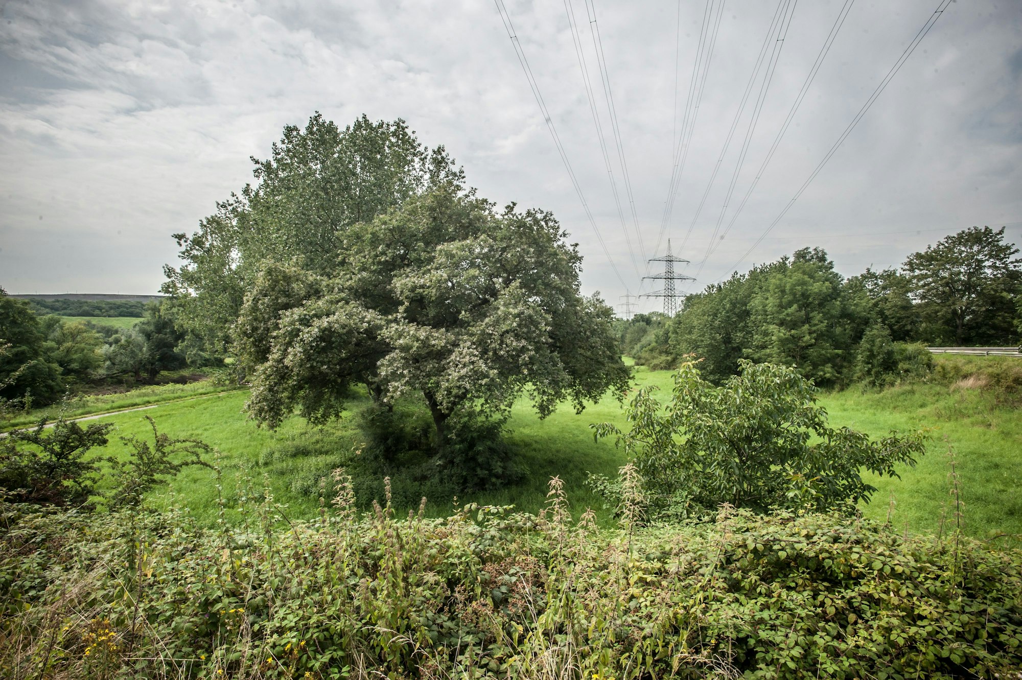 Überflutungsgebiete, Retentionsfläche Rheindorf
 Foto: Ralf Krieger