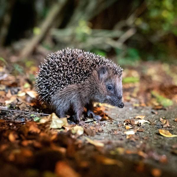 Ein junger Braunbrustigel (Erinaceus europaeus) sitzt zwischen Laub auf einem Gehweg vor einem Gebüsch.