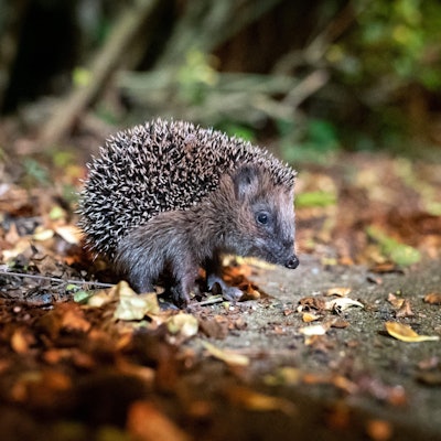Ein junger Braunbrustigel (Erinaceus europaeus) sitzt zwischen Laub auf einem Gehweg vor einem Gebüsch.