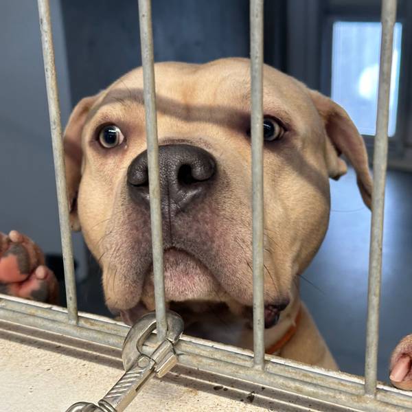Das Tierheim in Troisdorf ist nach Corona überfüllt.Ein Hund steht an einem Gitter und blickt durch die Stäbe