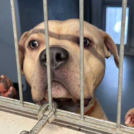 Das Tierheim in Troisdorf ist nach Corona überfüllt.Ein Hund steht an einem Gitter und blickt durch die Stäbe